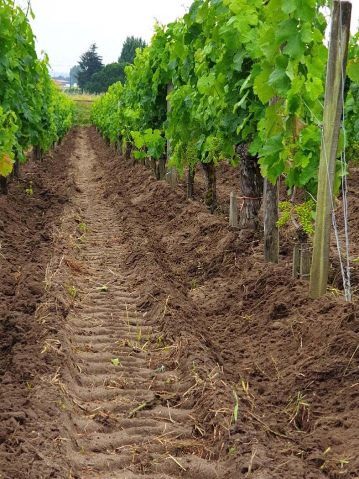 Artisans vignerons à Libourne