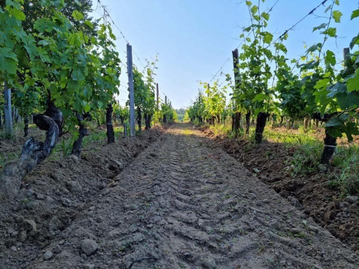 La production viticole à Libourne