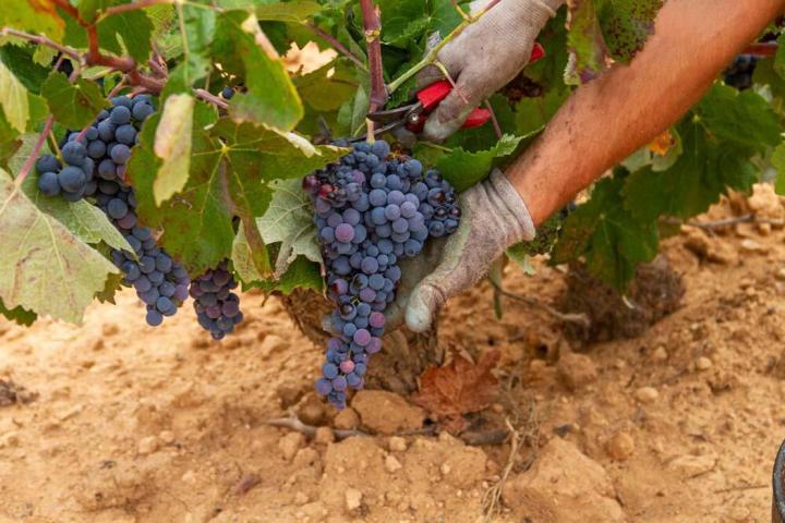 Viticulteurs à Libourne