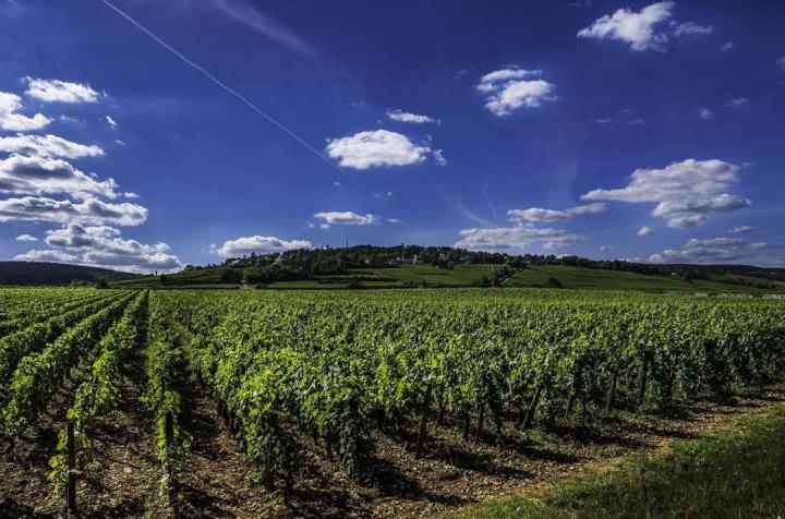 Cultivateurs de vignes à Libourne